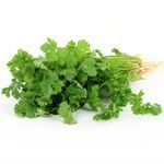 Coriander Hybrid