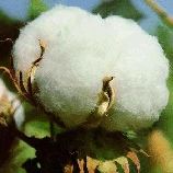 Raw Cotton