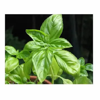 Basil Extract