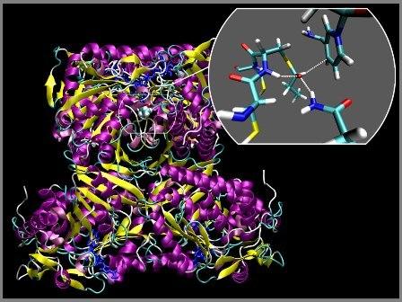 Textile Enzyme