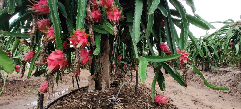 Well Watered Dragon Fruit Plant, For Fruits