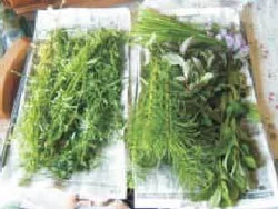 Freeze Dried Herbs