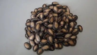 Organic Watermelon Seed