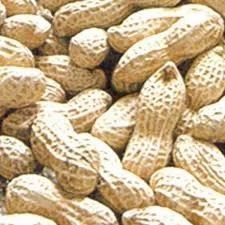 Groundnut In Shell