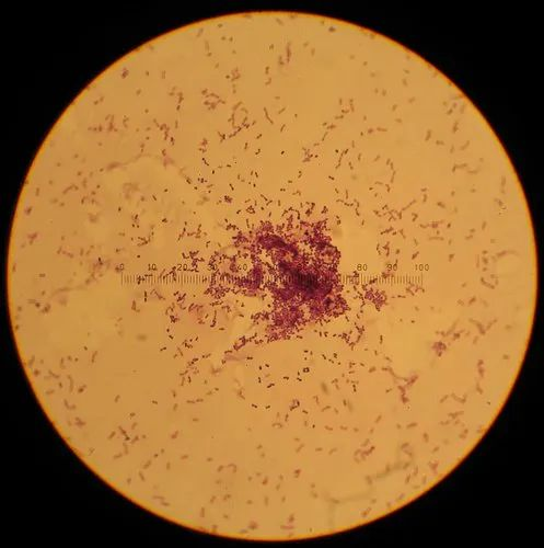 Lactococcus Lactis for Industrial
