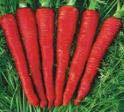 Carrot Deshi Red AS-223