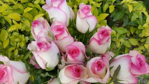 Floriculture : Fresh Cut Roses