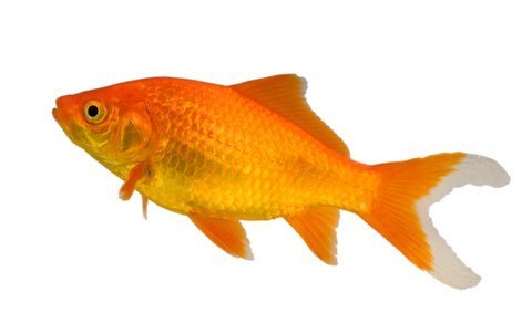 Gold Fish, Size: Mid