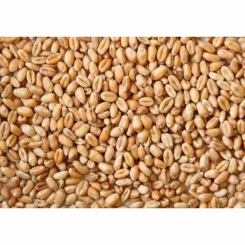 Wheat Grain, Pack Type: 25 Kg