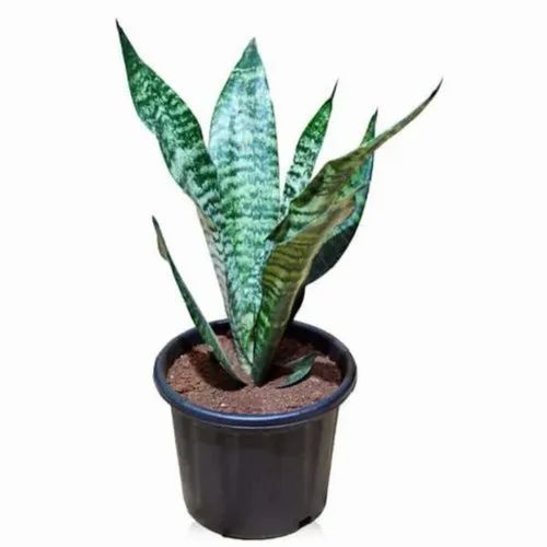 Sansevieria Trifasciata Snake Plant