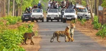 Jim Corbett National Park Hotel Service