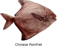 Chinese Pomfret