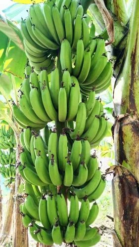 Ajeevika Kela Green G-9 Banana