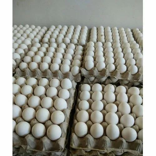 Chittagong White Poultry Eggs, 16.0