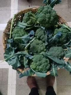 A Grade Green Fresh Organic Broccoli, Packaging Type: Net Bag, Packaging Size: 20 Kg