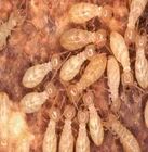 Termite Control