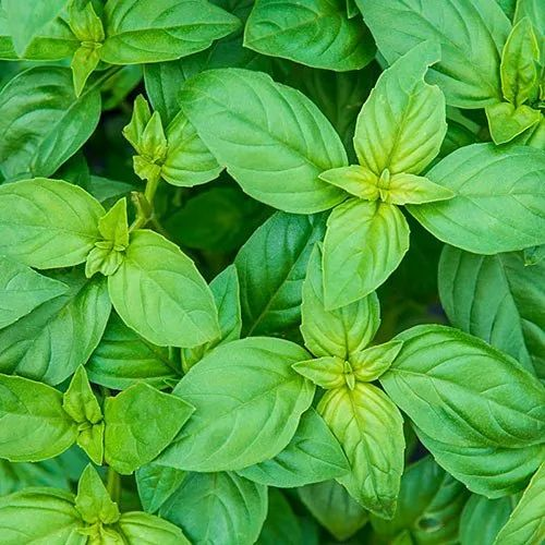 Terminalia Chebula Green Basil plant, For Medicine, Packaging Type: Box