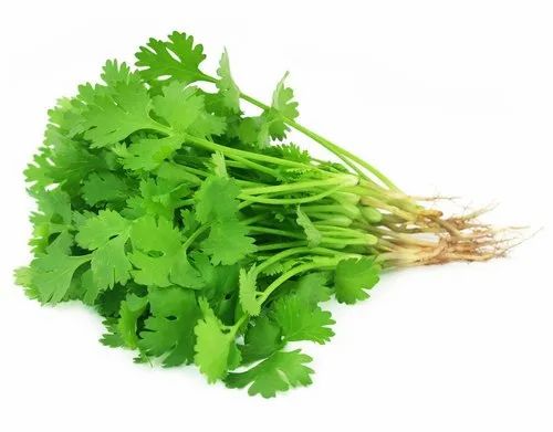 Coriander leaves 5 Kg, Packaging: Carton