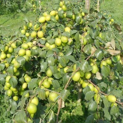Apple Ber Plants, For Fruits