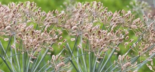 Dill Seeds