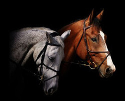 Equestrian Accessories