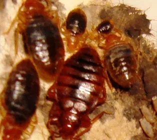 Bed Bugs Pest Control