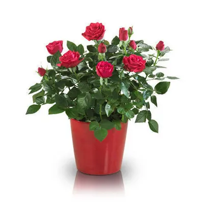 Rose Plant, Packaging Type: Poly Bag