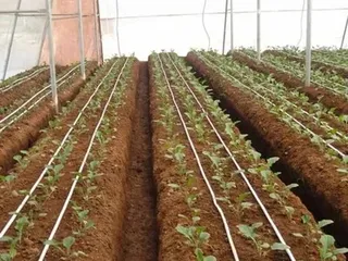 Semi-Automatic Plastic Drip Irrigation System, Vegetable Garden