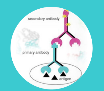 Peptide Synthesis And Antibody Production