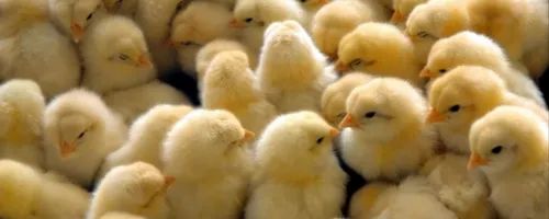 Male Cobb Broiler Chicks, Age: 1- 4 Days
