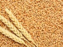 Swaraj Natural GW-596 Sowing Notified Variety Wheat Seeds, For Agriculture, Packaging Type: Bag