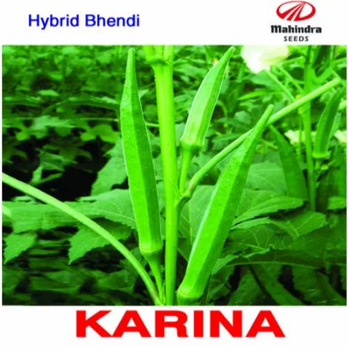 Samriddhi Karina Okra Bhindi Seeds, For Agriculture