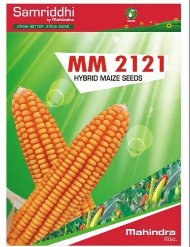 Natural Samriddhi MM 2121 Hybrid Maize Seeds, For Agriculture