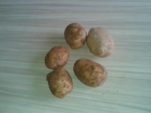 50 kg Potato, Packaging: Gunny Bag
